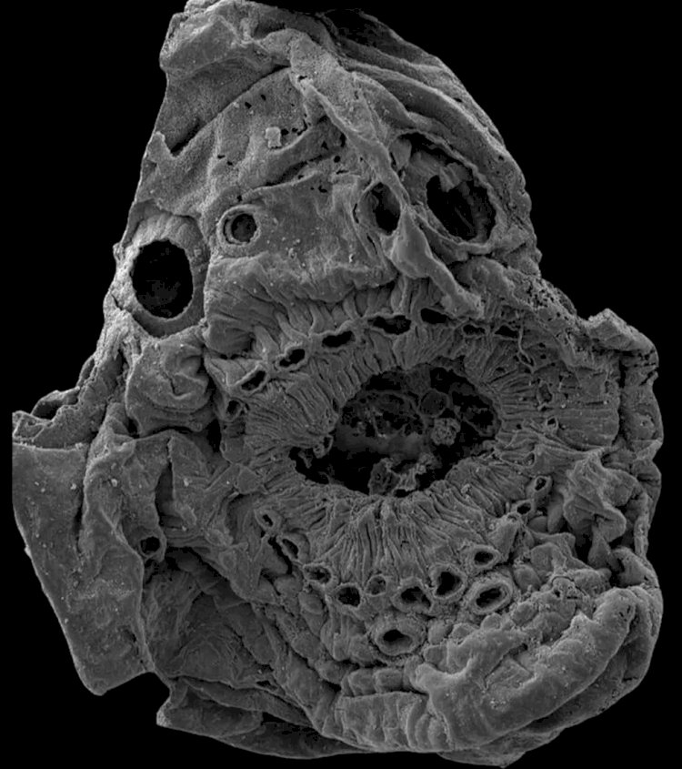 Cientistas desvendam mistério de criatura sem ânus que pode ser ancestral das aranhas