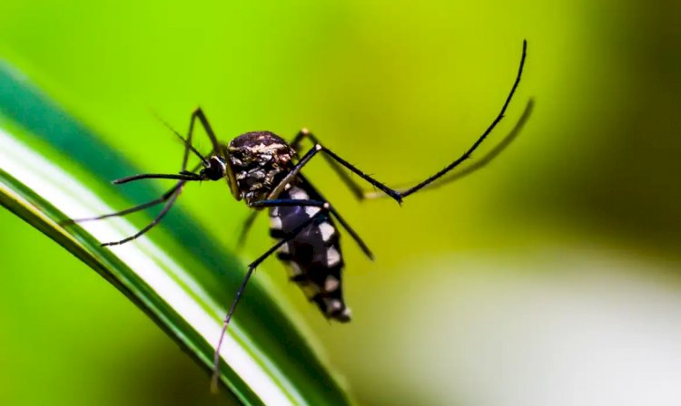 Cidade do Rio confirma primeira morte por dengue de 2024