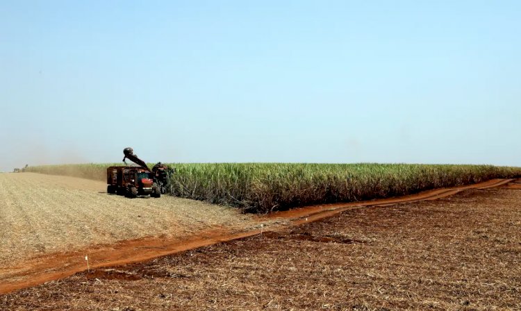 Estudo indica bioinsumo como solução sustentável na produção alimentar