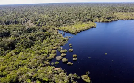 Amazônia e Cerrado registram queda de 11% no desmatamento