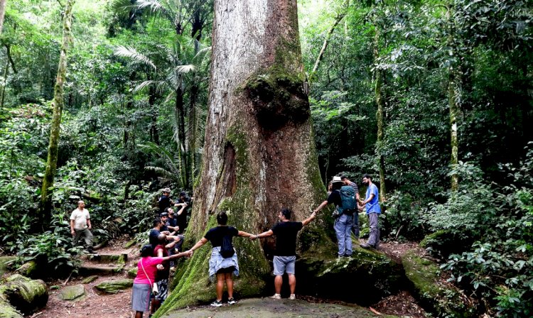 Jequitibá-rosa milenar é destaque em parque do Rio de Janeiro