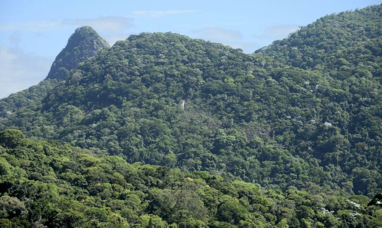 Desmatamento na Mata Atlântica cai 42% no acumulado do ano até maio