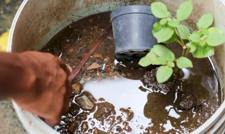 Sobe para 17 o número de mortes por dengue no estado de São Paulo