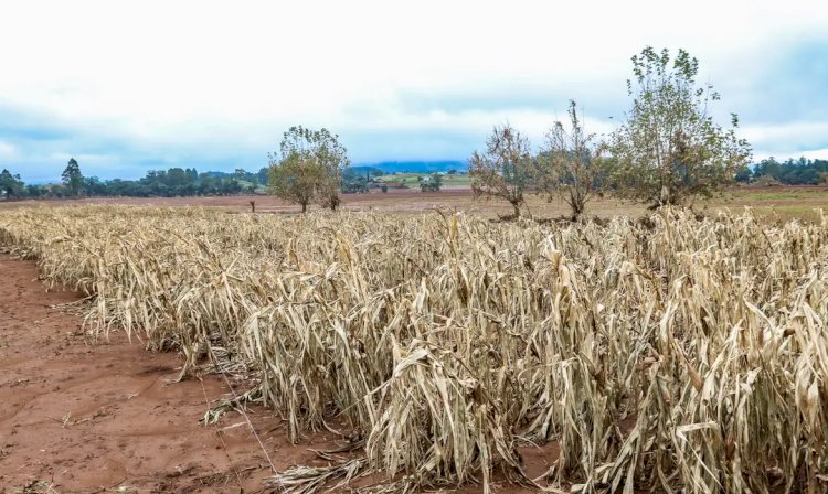 Cheias afetaram mais de 206 mil propriedades rurais, diz Emater-RS