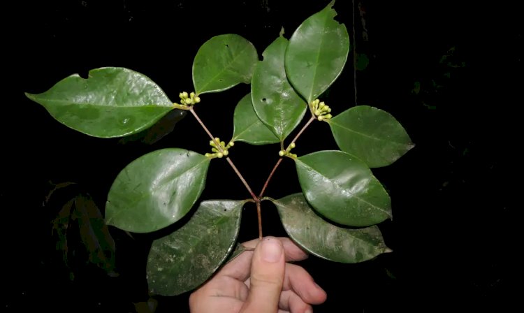 Pesquisadores do Jardim Botânico descobrem árvore rara no Rio